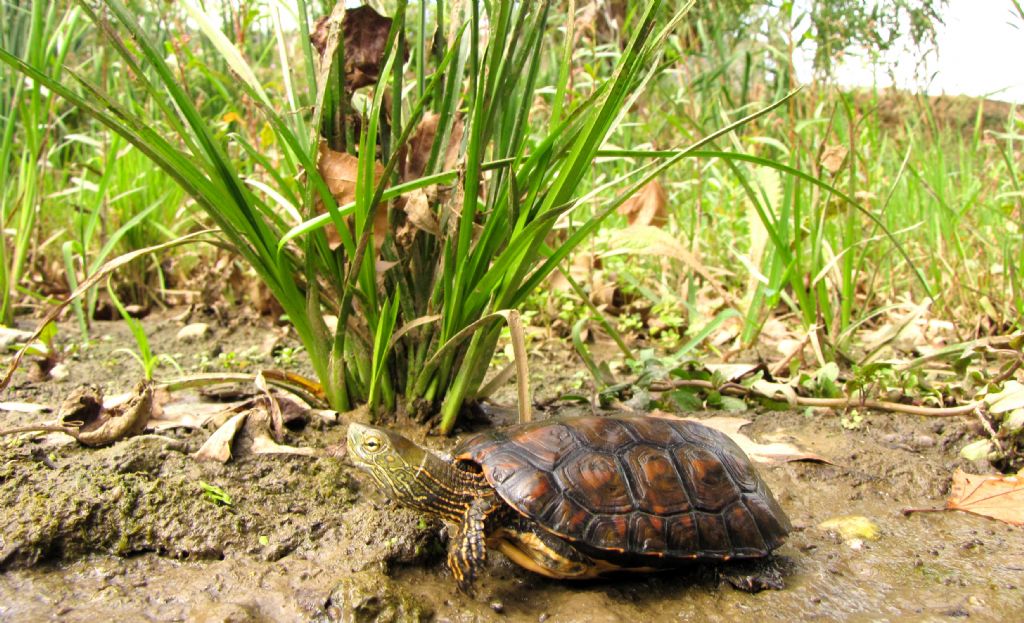 Mauremys leprosa II